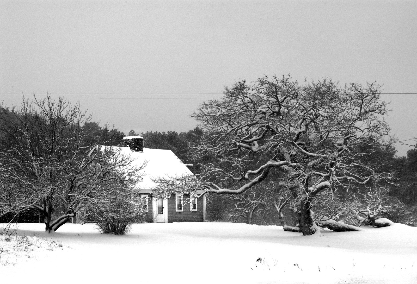 Cottage and tree in winter, Cape Cod, photograph by L.C. Schiffenhaus